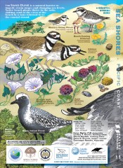 BACK COVER JRLG SEA SHORE