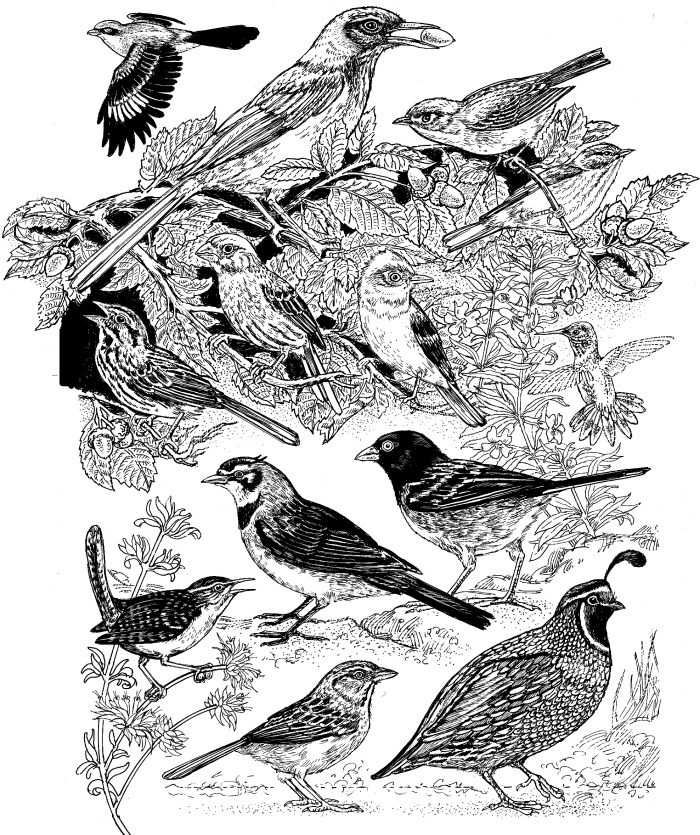 BIRD Endemics islands