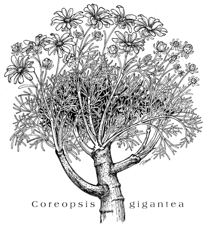 Coreopsis espson print