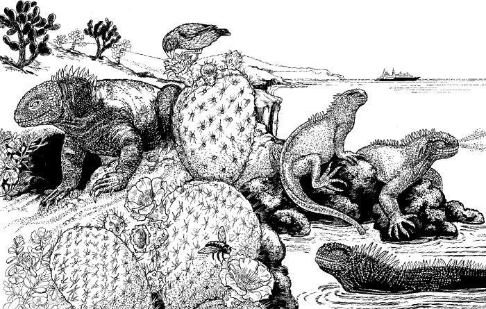 IGUNAS-GALAPAGOES