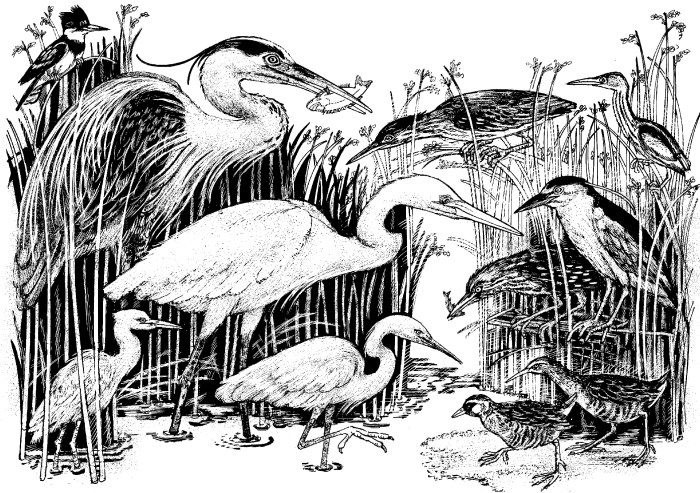 #2 WETLAND BIRDS
