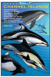 #6. OCEAN A cover sc