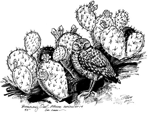 Burrowing Owl600dpi
