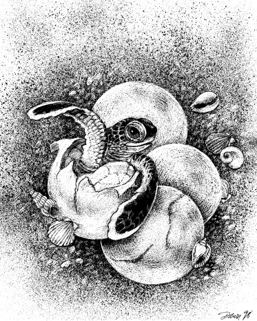 CHELONIA HATCHLING1998