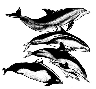 DOLPHINS