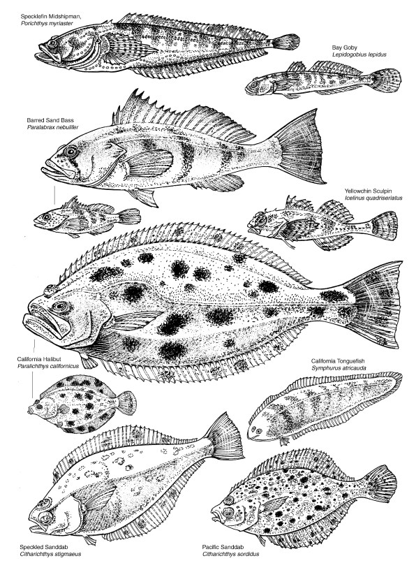 FishesLA HARBORwordpress