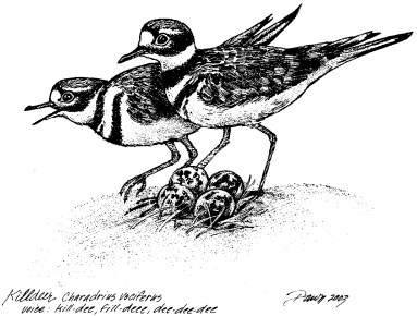 KILDEER on beach