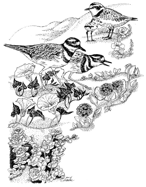 kilders-back seashore