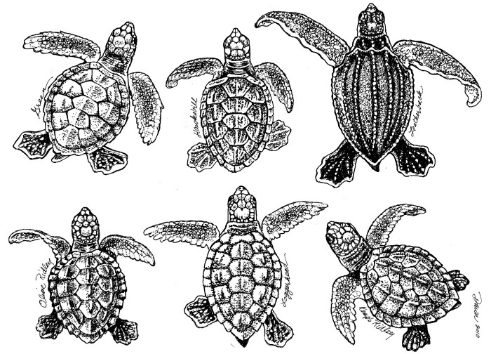 sea-turtle-collection.jpg